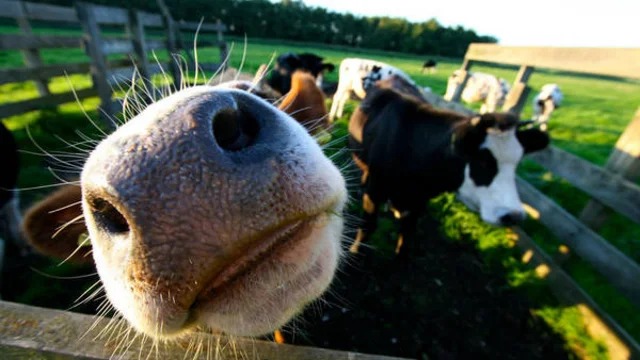 Close-up of a curious cow in a pasture