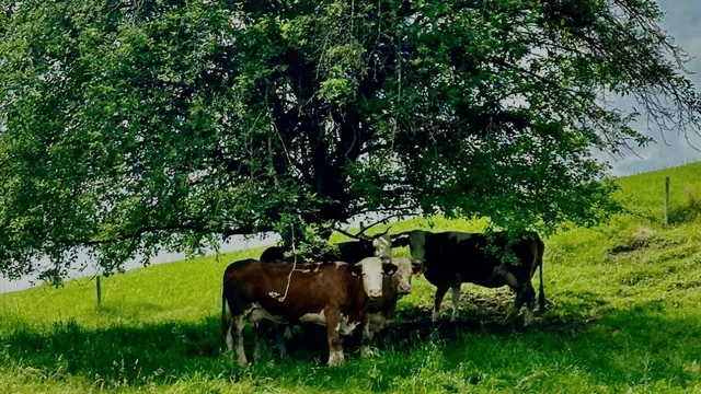 Krave v senci drevesa na pašniku