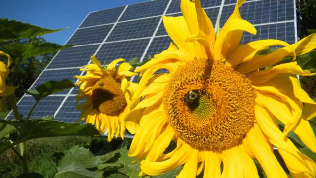Sunflower in front of solar panels